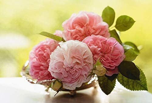 Rose diamond painting kits - rose,